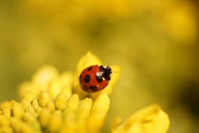 てんとう虫