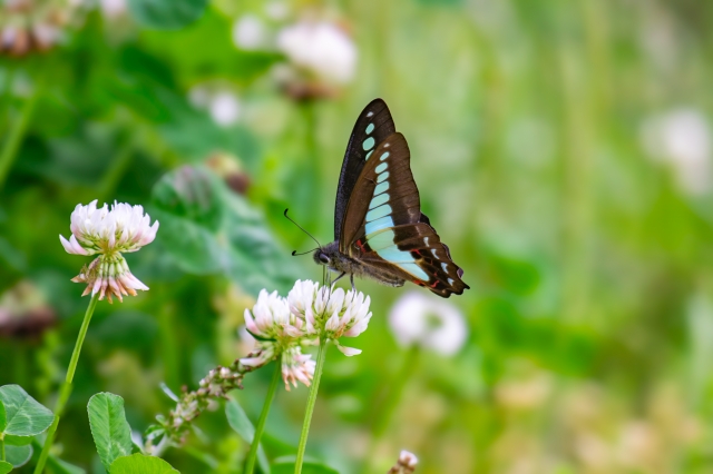アオスジアゲハ