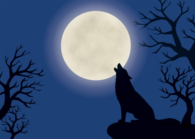 【動物占い】の狼は6種類に分けられる！それぞれの特徴とは