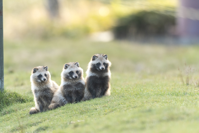 【動物占い】のたぬきは4種類に分けられる！それぞれの特徴とは