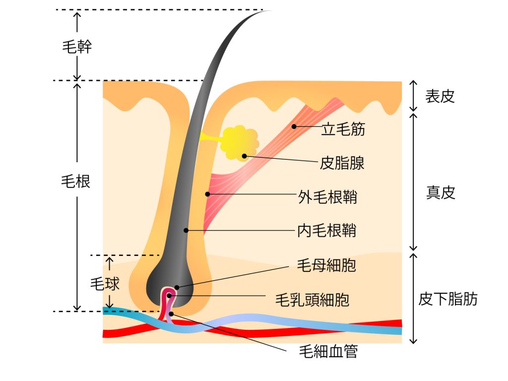 毛の組織図