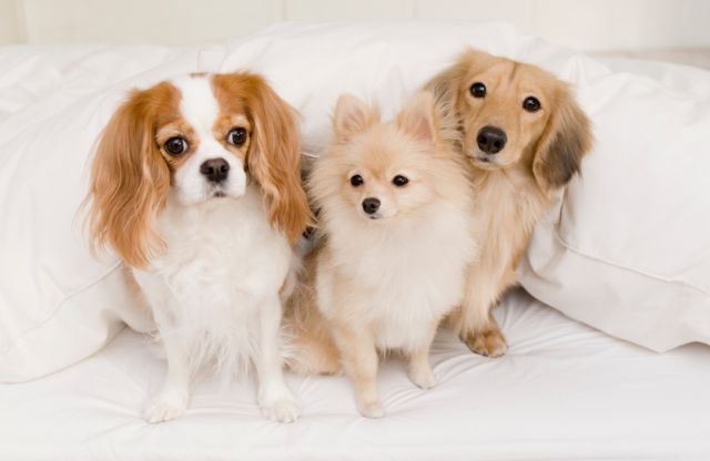 犬を飼う夢