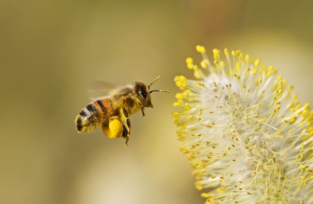 蜂