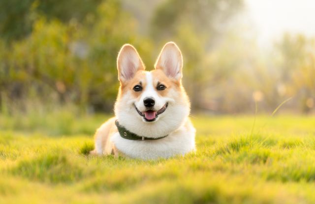 犬を飼う夢