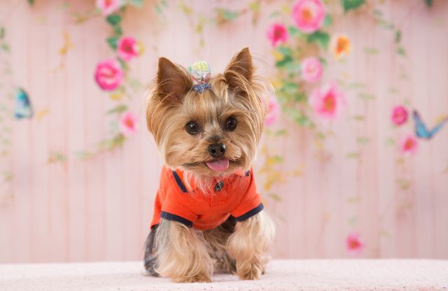 犬を飼う夢