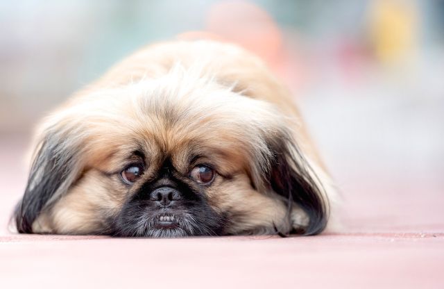 犬を飼う夢