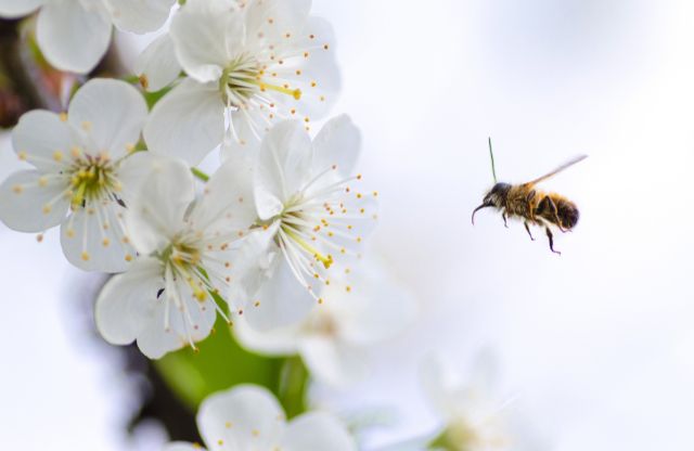 蜂