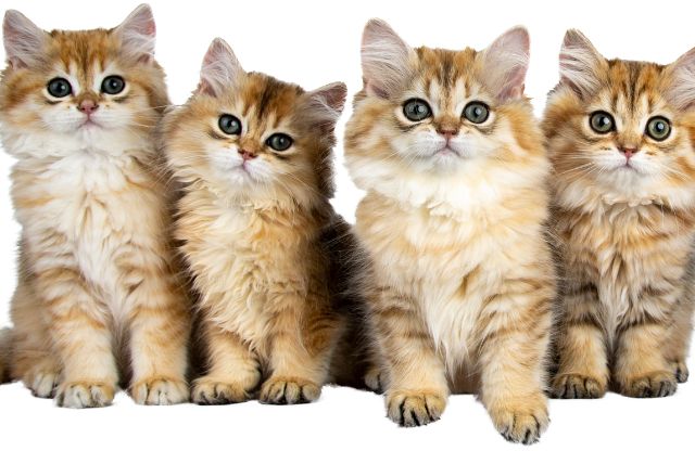 猫