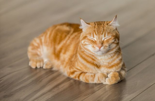 猫