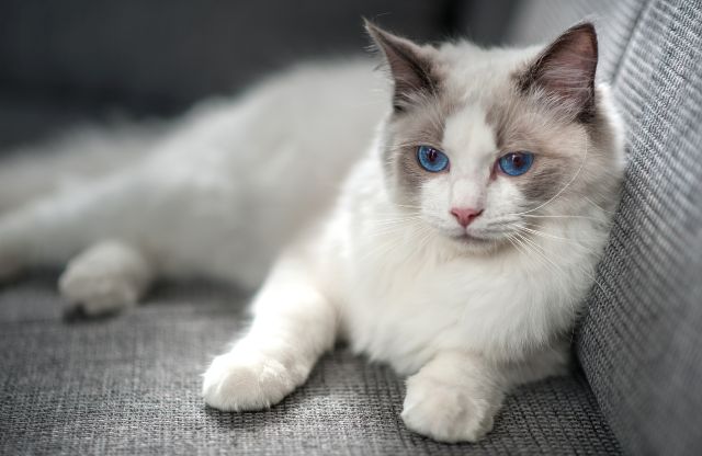 猫