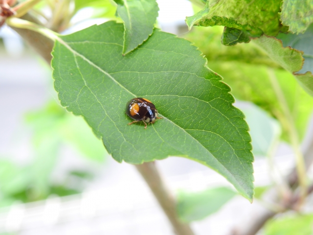 てんとう虫