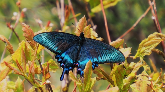 ミヤマカラスアゲハ