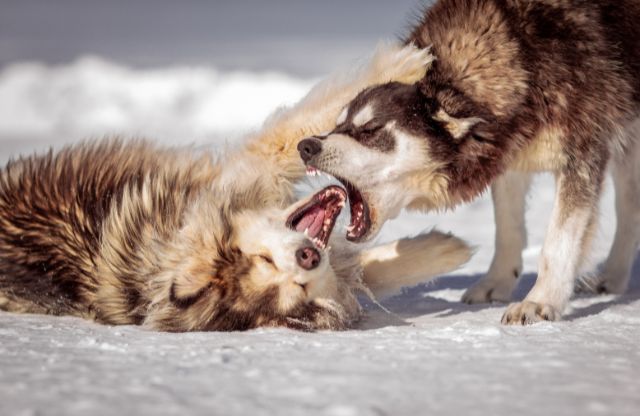 犬に噛まれる夢