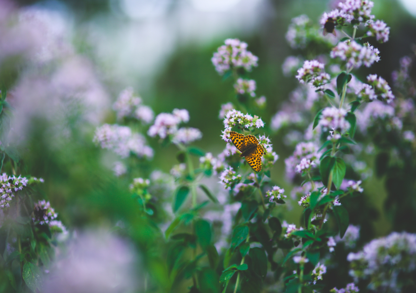 見たことない虫の夢の意味