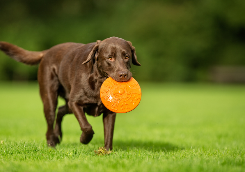 同じ夢を繰り返すときのセルフチェックと受診の目安